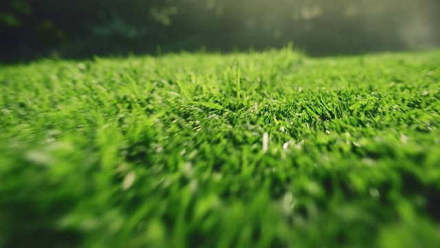 Video Reference: Green, Nature, Grass, Vegetation, Natural landscape, Water, Plant, Leaf, Lawn, Grass family