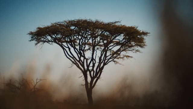 Video Reference: Tree, Nature, Sky, Natural landscape, Atmospheric phenomenon, Branch, Savanna, Woody plant, Morning, Fog, Person