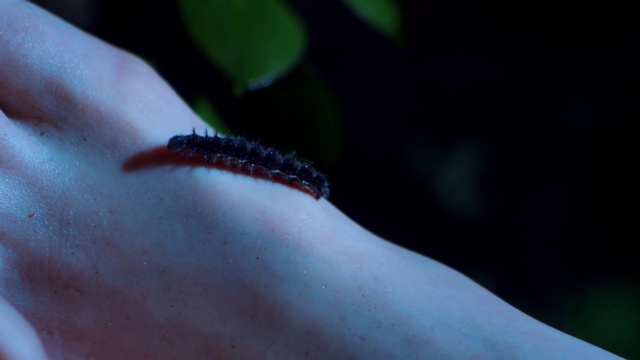 Video Reference: Insect, Caterpillar, Invertebrate, Larva, Macro photography, Close-up, Organism, Moths and butterflies, Arthropod