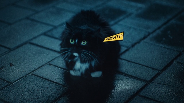 Video Reference: Black, Cat, Whiskers, Felidae, Small to medium-sized cats, Snout, Black cat, Snapshot, Eye, Line