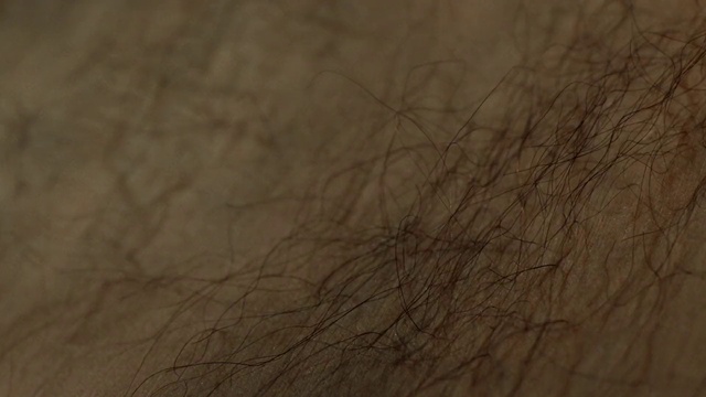 Video Reference: Brown, Wood, Tree, Sky, Atmosphere, Branch, Beige, Plant, Wildlife