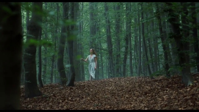 Video Reference: Forest, Woodland, Nature, Tree, Old-growth forest, Natural environment, Green, Nature reserve, Northern hardwood forest, Biome