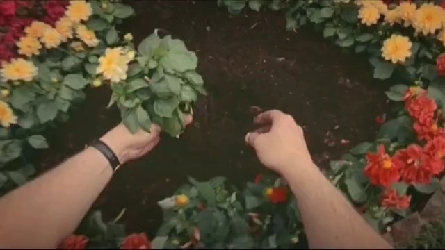 Video Reference: plant, flower, flowering plant, flora, floristry, annual plant, shrub, spring, garden
