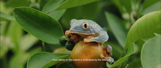 Video Reference: Reptile, Lizard, Chameleon, Adaptation, Scaled reptile, Gecko, Organism, Terrestrial plant, Dragon lizard, Amphibian