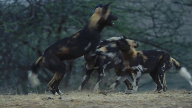 Video Reference: Lycaon pictus, Vertebrate, Mammal, Wildlife, Terrestrial animal, Canidae, Hyena, Mustang horse, Mane, Stallion