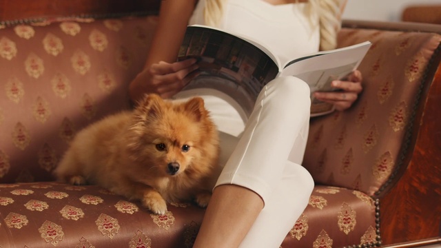 Video Reference: Dog, Mammal, Vertebrate, Canidae, Spitz, Pomeranian, Dog breed, German spitz, German spitz mittel, Carnivore