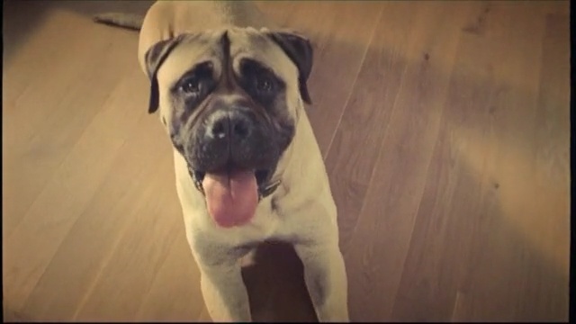 Video Reference: dog, dog breed, dog like mammal, bullmastiff, snout, dog breed group, boerboel, carnivoran, valley bulldog, ori pei