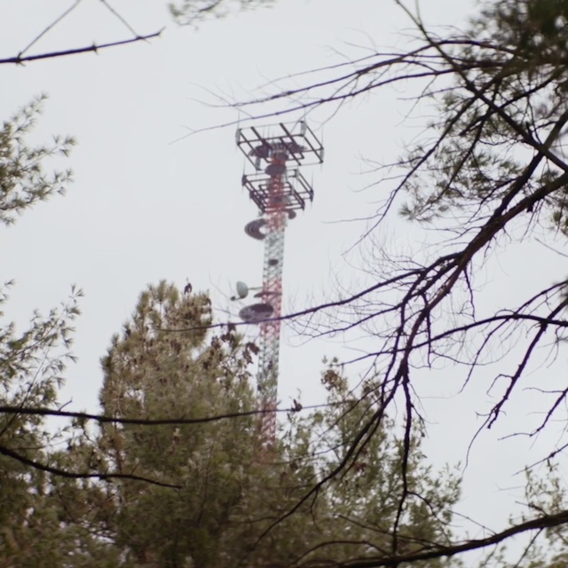 Video Reference: Tree, Overhead power line, Branch, Electricity, Woody plant, Plant, Pole, Public utility, Twig, Electrical supply