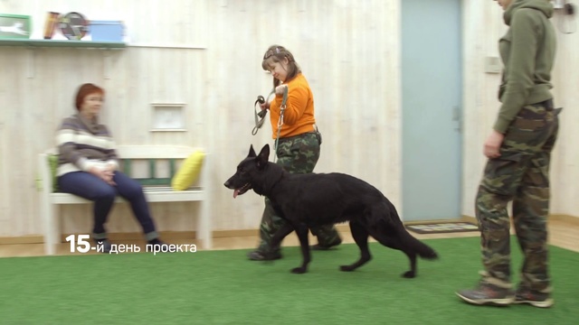 Video Reference: Mammal, Dog, Vertebrate, Canidae, Conformation show, Dog breed, Obedience training, Carnivore, Sporting Group, Junior showmanship