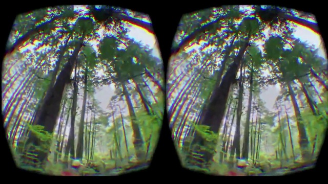 Video Reference: Tree, Glass, Photography, Forest, Plant, Tints and shades, Person