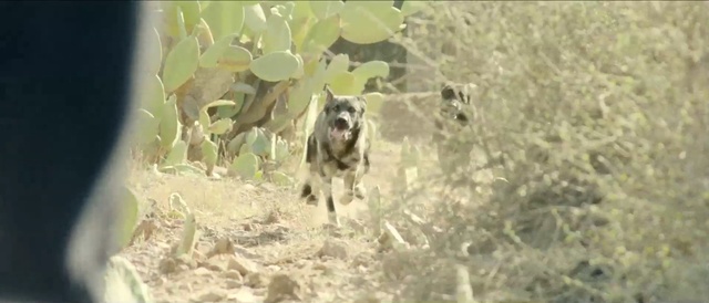 Video Reference: Mammal, Canidae, Dog, Dog breed, Carnivore, Wolfdog, American pit bull terrier, Lycaon pictus, Working dog, Hunting dog