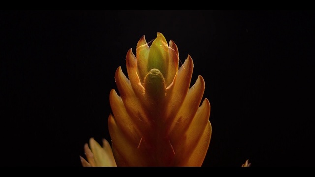 Video Reference: Yellow, Flower, Hand, Plant, Finger, Close-up, Botany, Petal, Organism, Macro photography