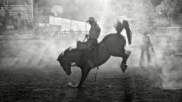 Video Reference: horse, black, black and white, horse like mammal, monochrome photography, stallion, photography, mane, monochrome, tree, Person