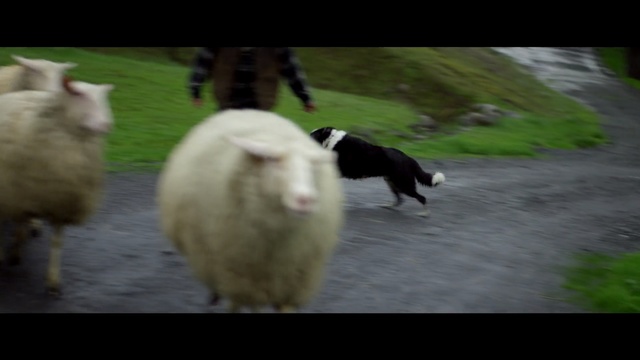 Video Reference: sheep, sheep, herd, cow goat family, goats, fauna, livestock, goat, pasture, herding