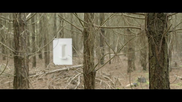 Video Reference: ecosystem, tree, fauna, branch, woodland, forest, biome, wood, wildlife, trunk, Person