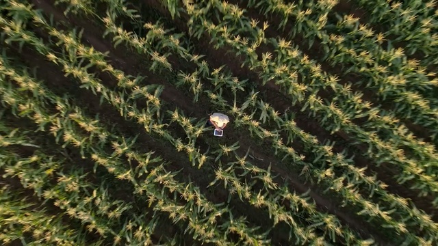 Video Reference: Vegetation, Green, Plantation, Plant, Field, Grass, Leaf, Crop, Agriculture, Cash crop