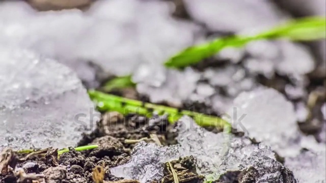 Video Reference: Soil, Close-up, Rock, Water, Leaf, Grass, Plant, Moss, Photography, Frost