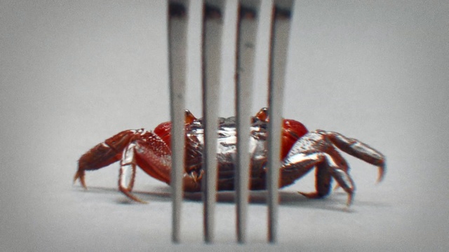 Video Reference: Invertebrate, Spider, Arachnid, Pest, Arthropod, Claw, Wood, Cutlery, Metal, Person