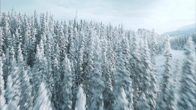 Video Reference: tree, winter, woody plant, ecosystem, freezing, frost, snow, geological phenomenon, fir, pine family