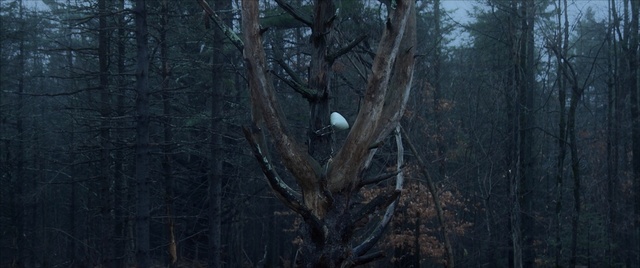 Video Reference: forest, tree, woodland, ecosystem, woody plant, spruce fir forest, darkness, old growth forest, atmosphere, branch