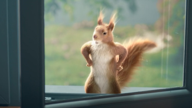 Video Reference: Squirrel, Eurasian Red Squirrel, Wildlife, Rodent, Fawn, Snout, Tail, Window, Fox squirrel, Whiskers