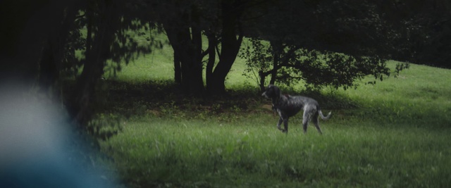 Video Reference: Wildlife, Nature, Canidae, Tree, Wolf, Wolfdog, Biome, Woodland, Grass, Scottish deerhound
