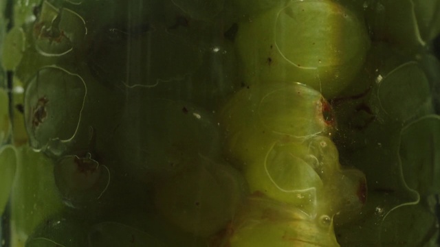 Video Reference: Green, Organism, Macro photography, Art, Photography, Plant