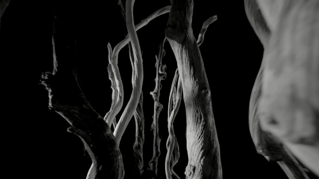 Video Reference: Black, Monochrome photography, Black-and-white, Medical imaging, Joint, Still life photography, Tree, Photography, Human body, Bone