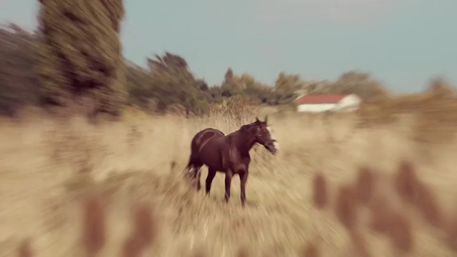Video Reference: Horse, Mammal, Vertebrate, Mustang horse, Mane, Stallion, Wildlife, Ecoregion, Mare, Grassland