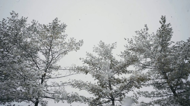 Video Reference: snow, tree, winter, frost, branch, freezing, sky, pine family, geological phenomenon, blizzard, Person