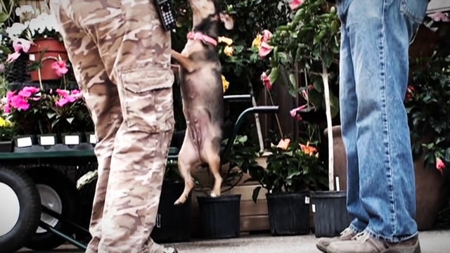 Video Reference: Fashion, Leg, Jeans, Footwear, Dress, Photography, Trousers, Fur, Canidae, Non-Sporting Group