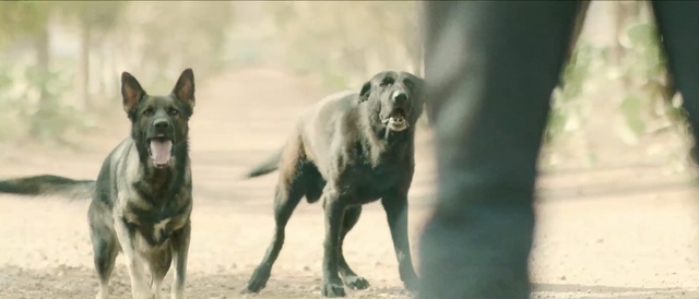 Video Reference: Dog, Mammal, Vertebrate, Dog breed, Canidae, Carnivore, Ancient dog breeds, Sporting Group, Hunting dog, Street dog, Person