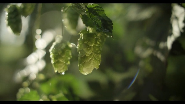 Video Reference: Leaf, Water, Nature, Green, Moisture, Dew, Plant, Flower, Macro photography, Drop