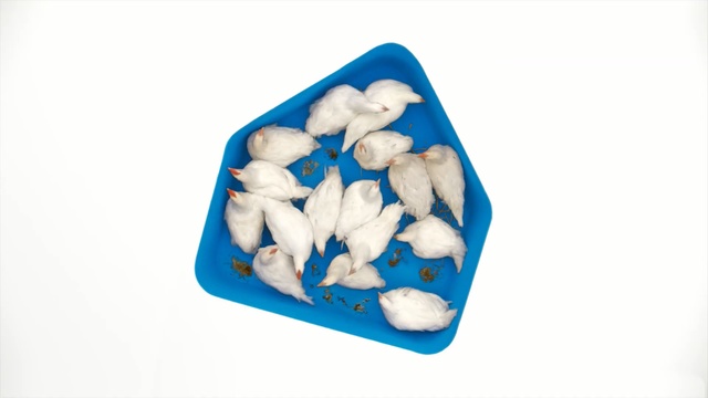 Video Reference: bird, chicken, top shot 