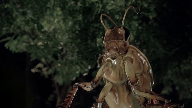 Video Reference: Insect, Nature, Organism, Head, Invertebrate, Terrestrial animal, Photography, Wildlife, Bug, Macro photography