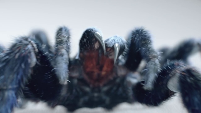 Video Reference: Tarantula, Close-up, Organism, Macro photography, Photography, Spider, Fur, Plant, Wildlife