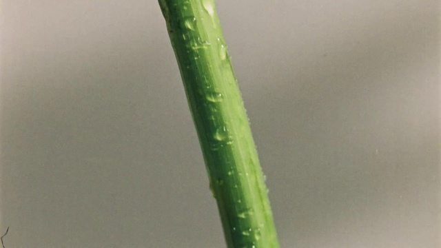 Video Reference: Plant stem, Plant, Grass family, Botany, Terrestrial plant, Leaf, Flower, Vascular plant, Chlorophyta, Alismatales