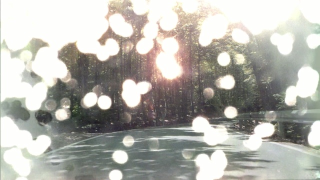 Video Reference: water, tree, light, plant, computer wallpaper, branch