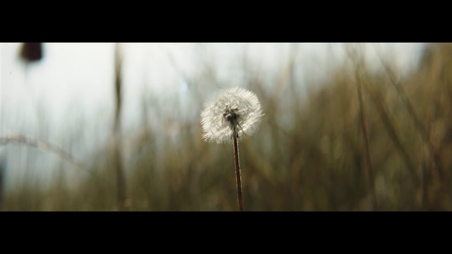Video Reference: dandelion, Nature, Flower, Dandelion, Plant, Atmospheric phenomenon, Close-up, Macro photography, Grass family, Spring
