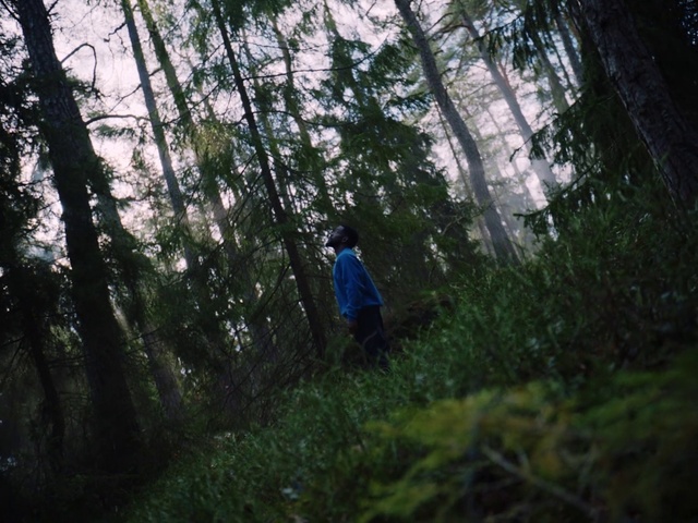 Video Reference: Forest, Nature, Woodland, Tree, Natural environment, Vegetation, Old-growth forest, Jungle, Green, Nature reserve