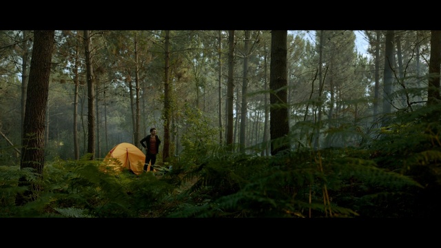 Video Reference: Woodland, Forest, Nature, Natural environment, Tree, Old-growth forest, Wilderness, Natural landscape, Biome, Jungle