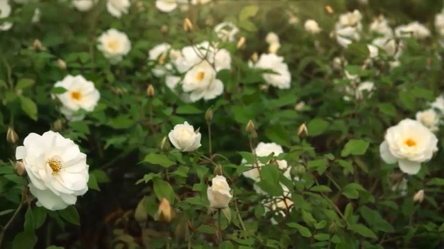 Video Reference: Flower, Flowering plant, Julia child rose, Plant, Rose, Petal, Rose family, Evergreen rose, Rosa wichuraiana, Floribunda, Person