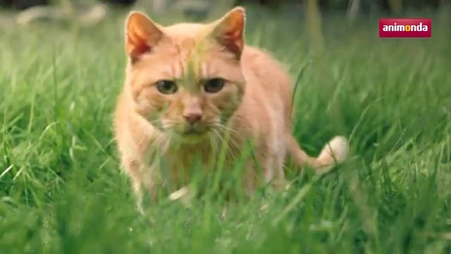 Video Reference: Mammal, Cat, Felidae, Wildlife, Grass, Whiskers, Small to medium-sized cats, Wild cat, Terrestrial animal, Carnivore