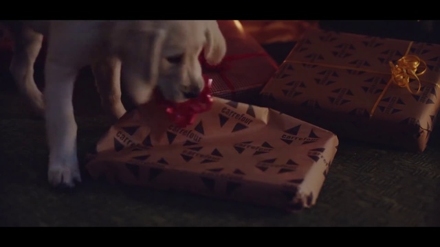 Video Reference: Canidae, Dog, Labrador retriever, Sporting Group, Carnivore, Non-Sporting Group, Dog breed, Puppy