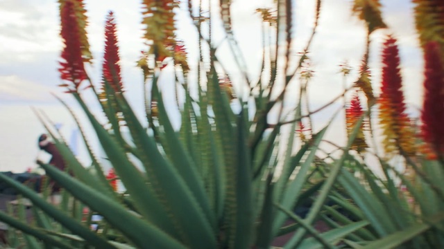 Video Reference: plant, flora, flower, spring, plant stem, grass family, grass, xanthorrhoeaceae, cactus, flowering plant