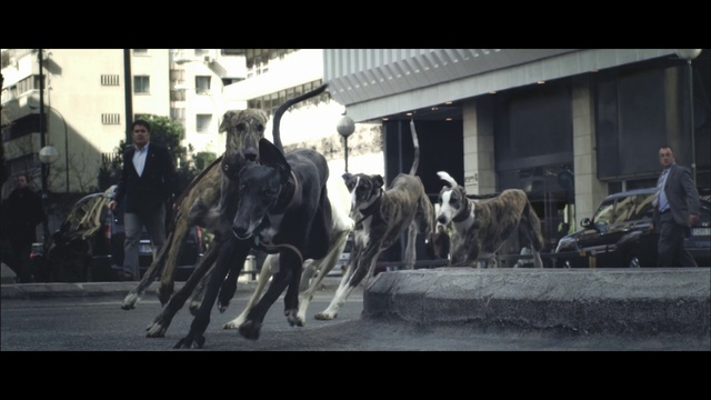 Video Reference: Horse, Mode of transport, Snapshot, Pack animal, Photography, Snout, Mane, Street, Vehicle, Livestock