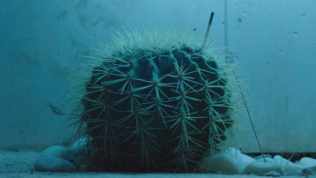 Video Reference: Cactus, Thorns, spines, and prickles, Turquoise, Organism, Underwater, Plant, Hedgehog cactus, Electric blue, Marine biology, Caryophyllales