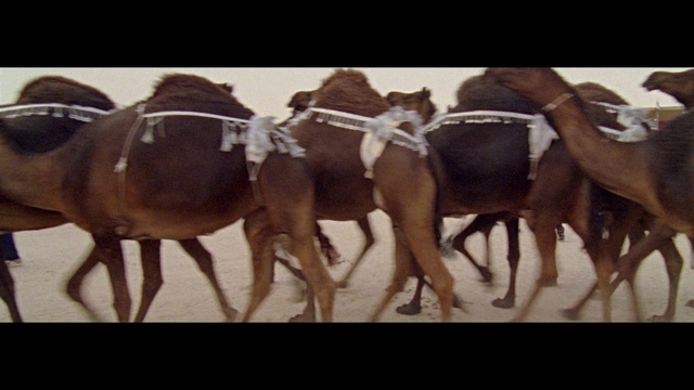 Video Reference: Camel, Vertebrate, Mammal, Camelid, Arabian camel, Herd, Horse, Mode of transport, Livestock, Pack animal