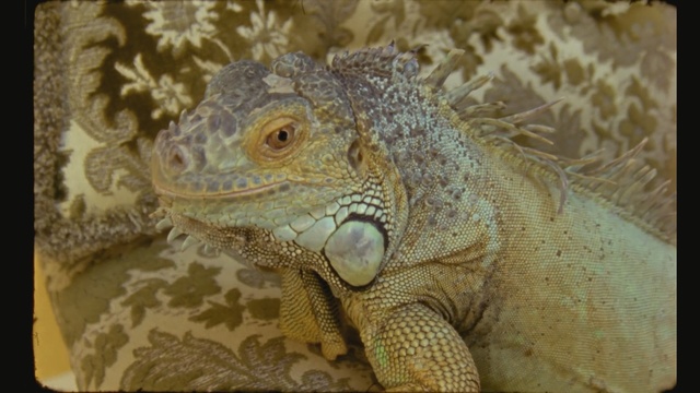 Video Reference: reptile, scaled reptile, iguana, fauna, iguania, lizard, terrestrial animal, agamidae, agama, organism, Person