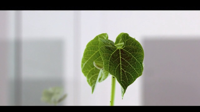 Video Reference: leaf, plant, plant stem, herb, flowerpot, plant pathology, Person